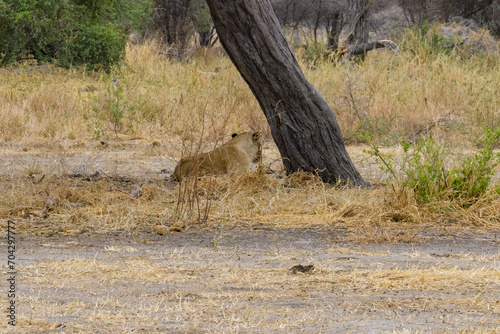 Young lioness (Panthera leo) resting under the tree at Tarangire national park, Tanzania. Wildlife photo © ihorbondarenko