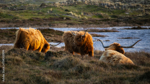Foto Three Scottish Highlanders awaken in the Grafelijkheidsduinen in Den Helder (Netherlands)