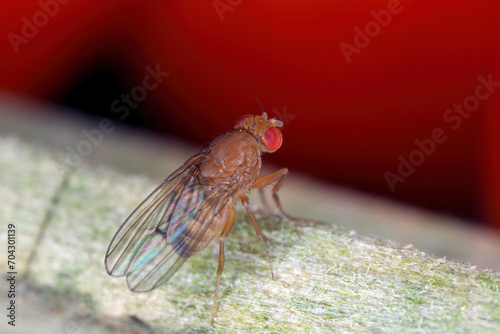 Cherry drosophila called also  spotted-wing drosophila (Drosophila suzukii). Economically important pest of various fruits. Female. photo