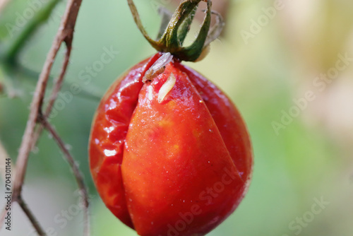 Cherry drosophila called also  spotted-wing drosophila (Drosophila suzukii). Economically important pest of various fruits. The larva and the female on an infested tomato in the garden. photo