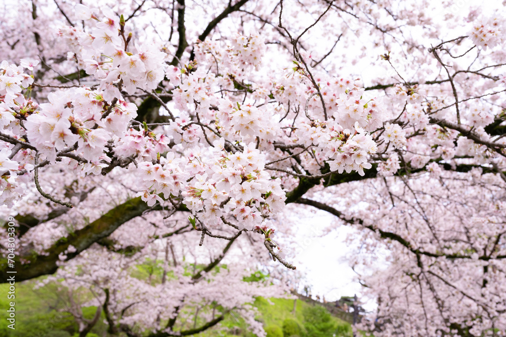 神奈川県小田原市 小田原城址公園の桜 神奈川県小田原市 小田原城址公園の桜