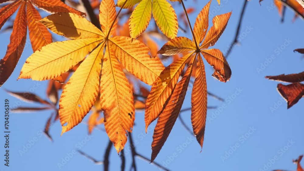 Close up of autumn colorful leaves blowing by the wind. Nature concept.
Close up of autumn colorful leaves blowing by the wind. Nature concept.