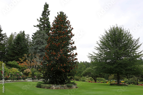 A blooming araucaria covered with stunningly thick needles. and flowers in the Butchart Garden