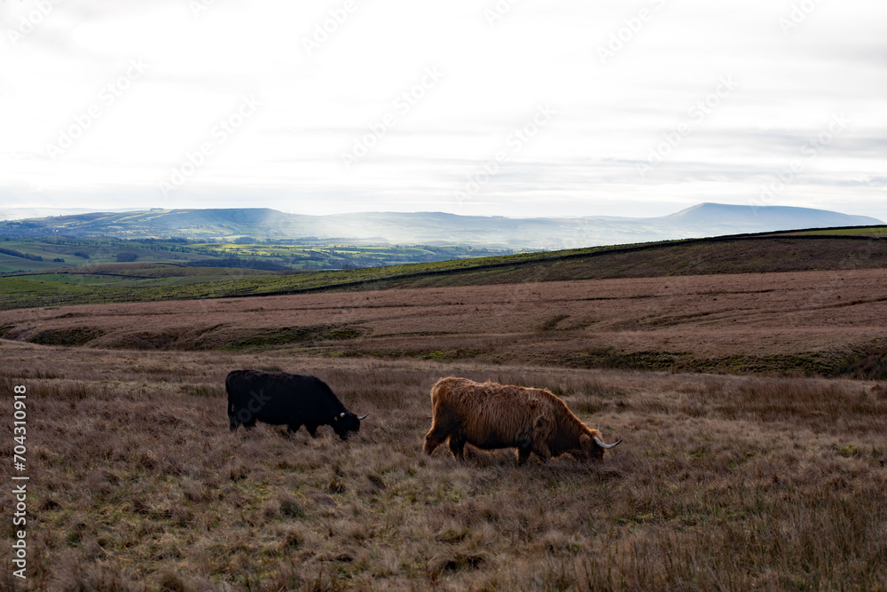 Highland cattle grazing on Settle moorland, Yorkshire Dales.
