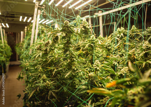 Premium cannabis plants in a greenhouse ready for harvest.