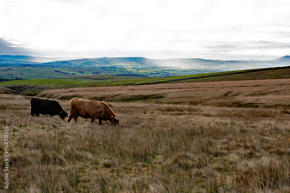 Highland cattle on Settle moorland.