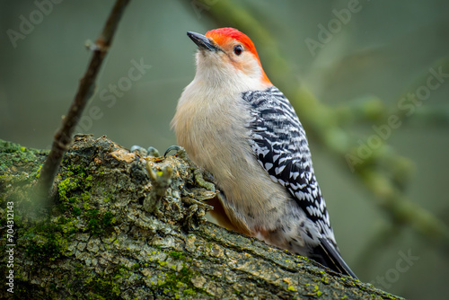 Red-bellied Woodpecker perched on tree branch in forest