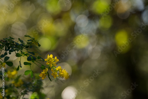 yellow crown vetch flowers closeup