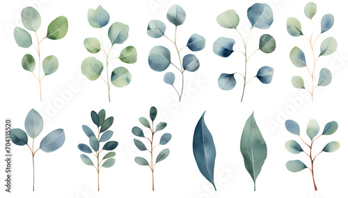 Watercolor green eucalyptus plants set on white background