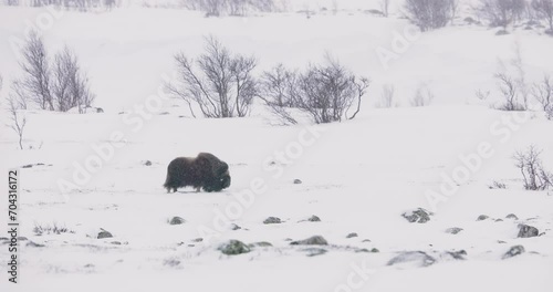 Large musk ox walking in heavy snow blizzard at winter