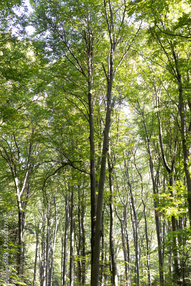 The photo shows a verdant summer forest in a Polish national park, featuring tall trees with lush green leaves, embodying the tranquility and untouched beauty of nature. The photo shows a verdant summer forest in a Polish national park, featuring tall trees with lush green leaves, embodying the tranquility and untouched beauty of nature.