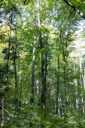 The photo shows a verdant summer forest in a Polish national park  featuring tall trees with lush green leaves  embodying the tranquility and untouched beauty of nature.