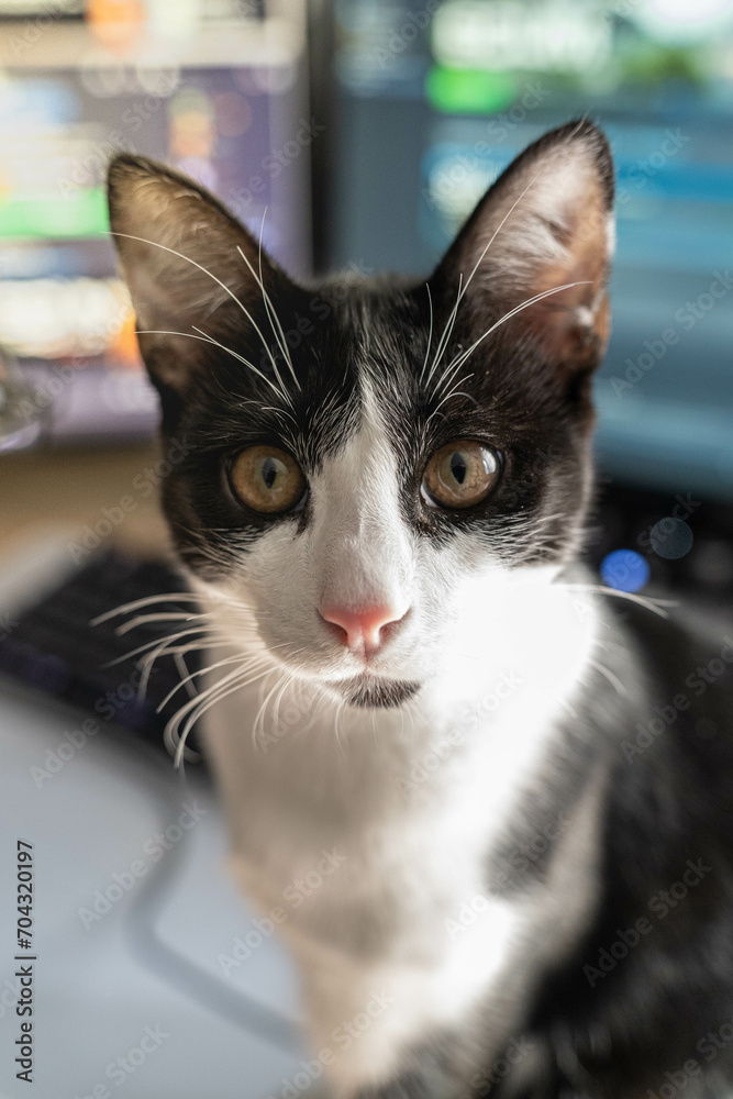 Black and white curious kitten at home . Black and white curious kitten at home .