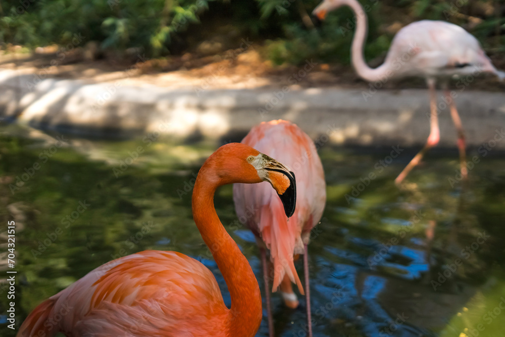 Fototapeta premium FLAMENCOS