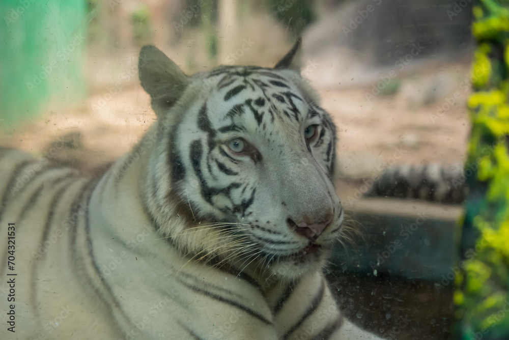 Naklejka premium TIGRE