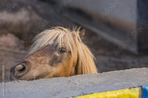 Photos CABALLO PONI