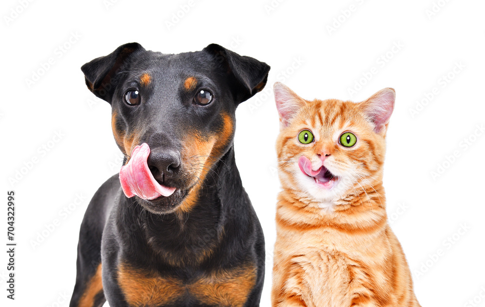Portrait of funny dog breed Jagdterrier and cheerful kitten Scottish Straight licks together isolated on white background - obrazy, fototapety, plakaty 
