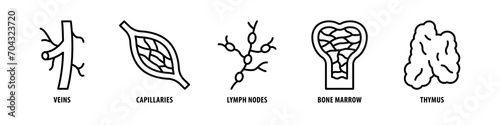 Thymus, Bone marrow, Lymph nodes, Capillaries, Veins editable stroke outline icons set isolated on white background flat vector illustration.