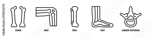 Lumbar vertebrae, Foot, Tibia, Knee, Femur editable stroke outline icons set isolated on white background flat vector illustration.