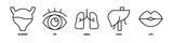Lips, Liver, Lungs, Eye, Bladder editable stroke outline icons set isolated on white background flat vector illustration.
