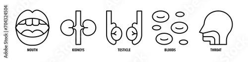 Throat, Blood, Testicle, Kidneys, Mouth editable stroke outline icons set isolated on white background flat vector illustration.