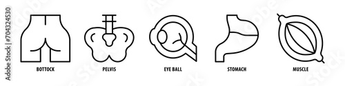 Muscle, Stomach, Eye Ball, Pelvis, Buttock editable stroke outline icons set isolated on white background flat vector illustration.