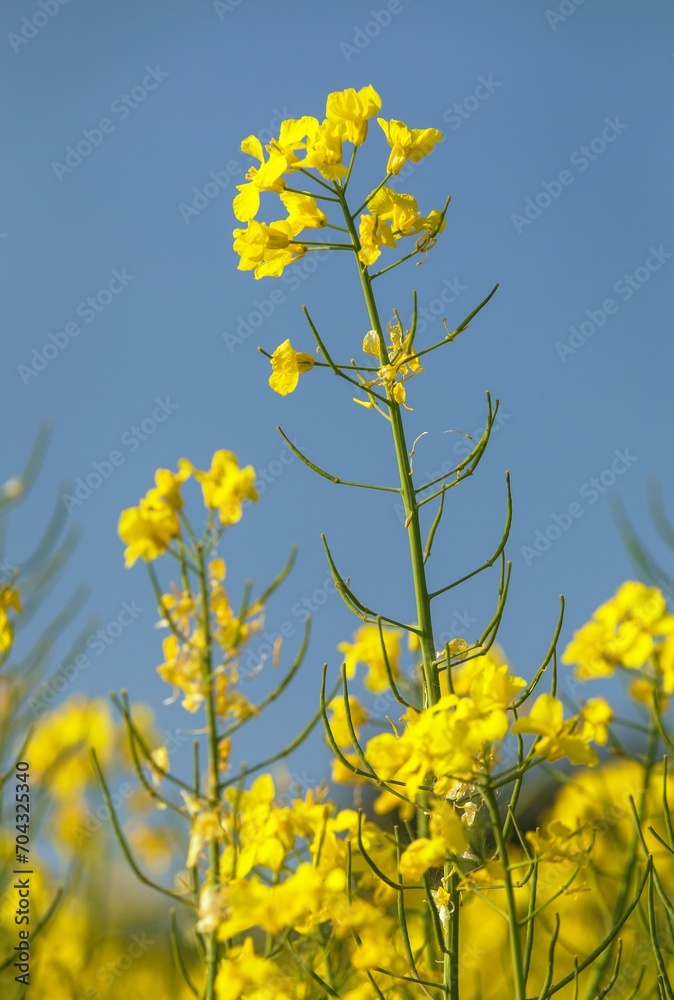 Rapeseed flower canola or colza in latin Brassica Napus