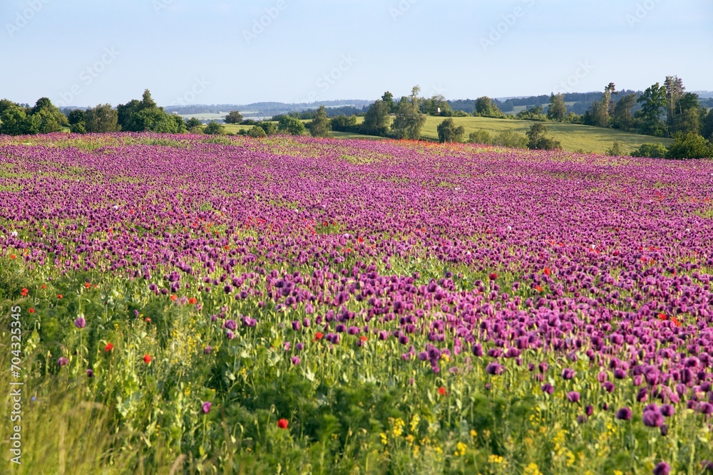 Flowering opium poppy field, in Latin papaver somniferum Flowering opium poppy field, in Latin papaver somniferum