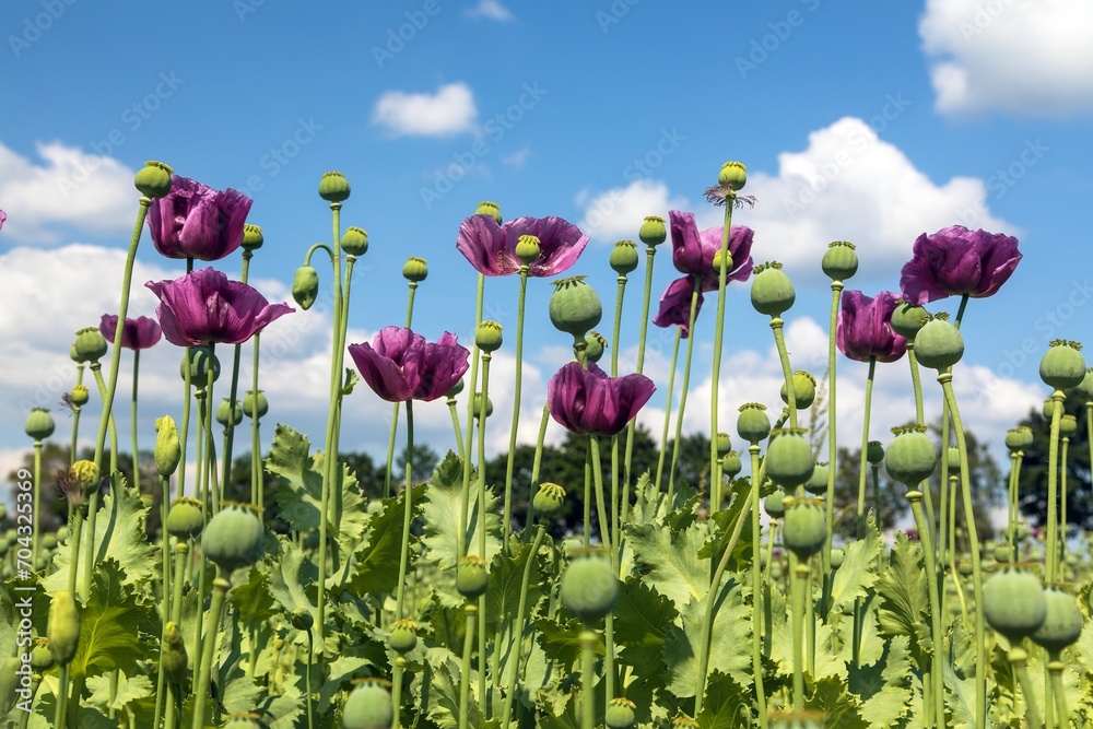 Flowering opium poppy field in Latin papaver somniferum - obrazy, fototapety, plakaty 