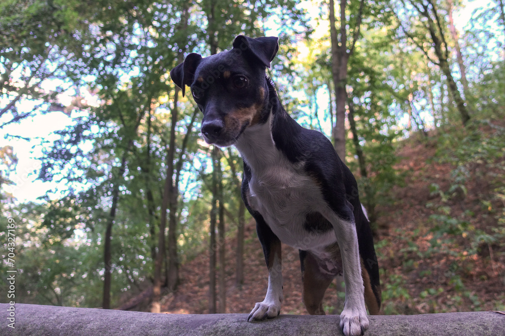 Jack Russell Terrier dog for a walk in the park. Jack Russell Terrier dog for a walk in the park.