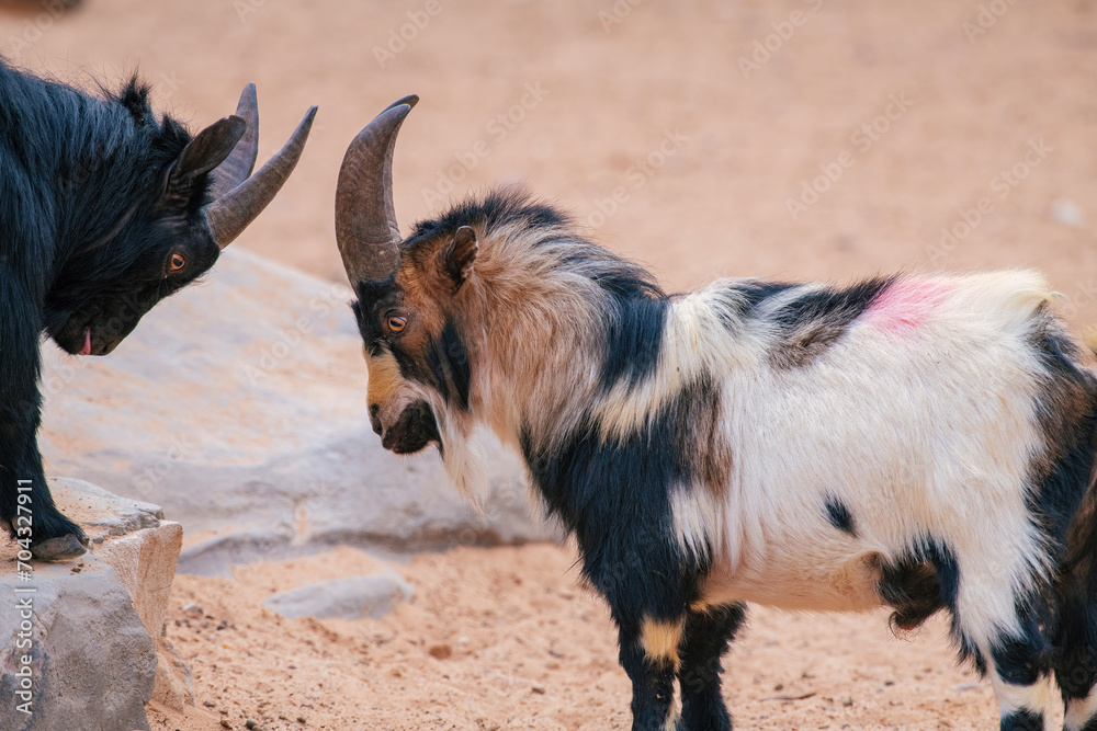 Close up shot of goats fighting in isolated background. Battle of Goats in a Natural Display of Animal Aggression.. Close up shot of goats fighting in isolated background. Battle of Goats in a Natural Display of Animal Aggression..