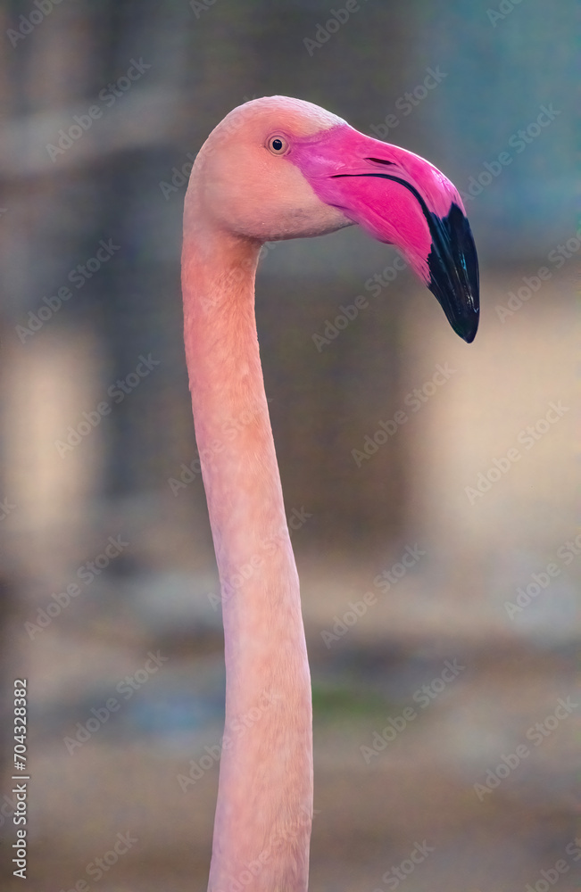 Fototapeta premium Closeup portrait image of Flamingos bird. Pink Flamingos bird portrait image.