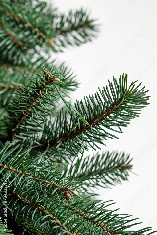 A detailed view of a pine tree branch. Perfect for nature or outdoor-themed designs