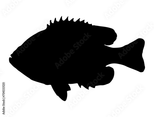 Pumpkinseed Fish silhouette vector art white background photo