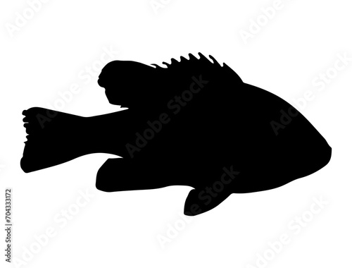 Pumpkinseed Fish silhouette vector art white background photo