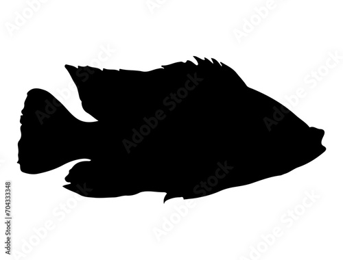 Tilapia Fish silhouette vector art white background
