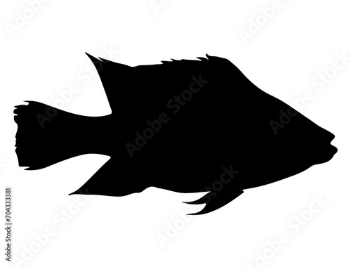 Tilapia Fish silhouette vector art white background