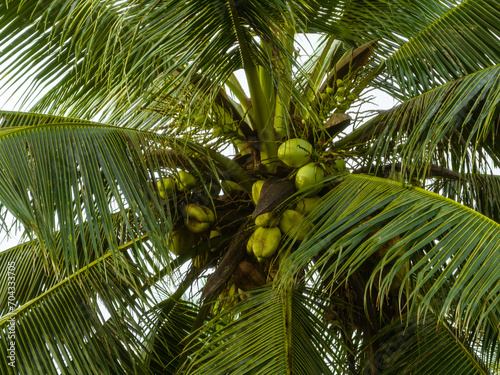 Aerial view of coconut fruits grow on tree