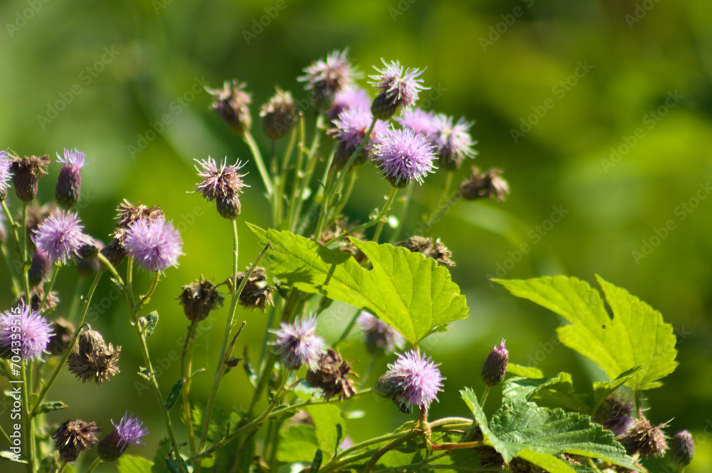 Closeup of creeping thistle flowers with green blurred plants on background Closeup of creeping thistle flowers with green blurred plants on background