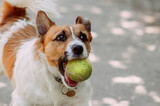 The image features a brown dog holding a tennis ball in its mouth. 4915