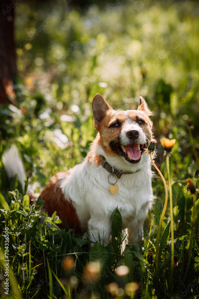 The photo depicts a brown Corgi standing in a grassy field, surrounded by plants 4939.