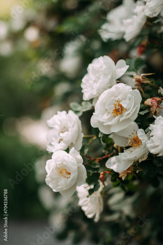 The image is a close-up of white flowers, possibly in a garden or outdoor setting. 4981