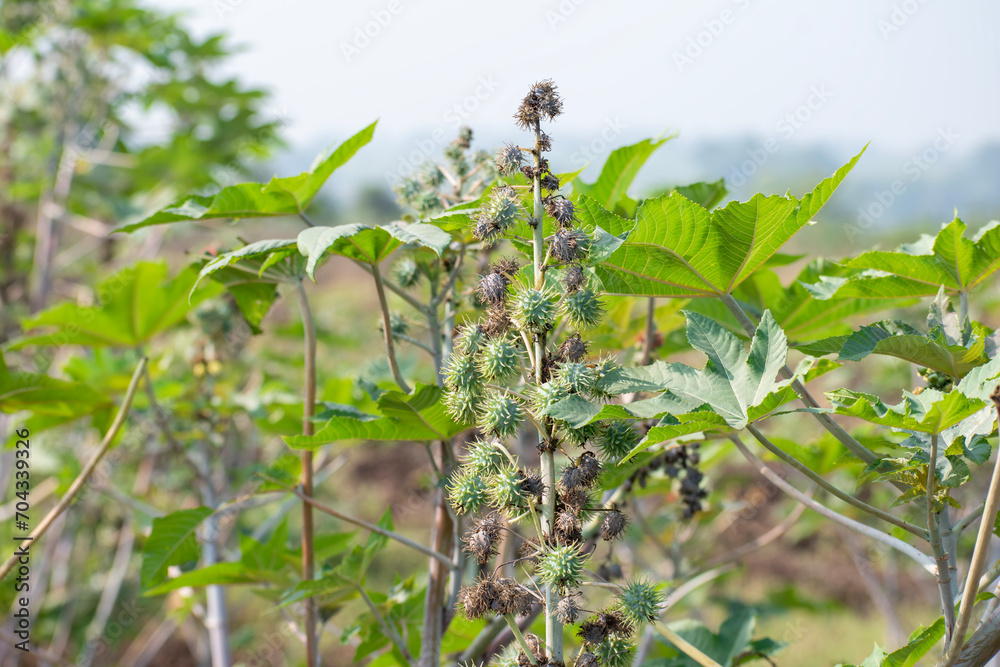 Ricinus communis, the castor bean or castor oil plant, Green seeds Castor oil plant, Herbs Ricinus communis, the castor bean or castor oil plant, Green seeds Castor oil plant, Herbs