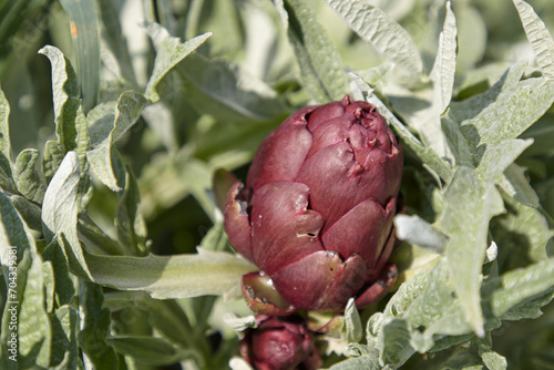 artichoke ready to be harvested from the plant