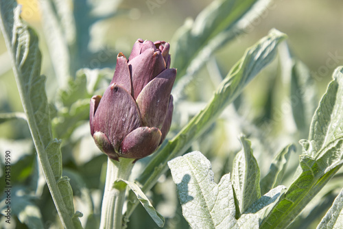 artichoke ready to be harvested from the plant