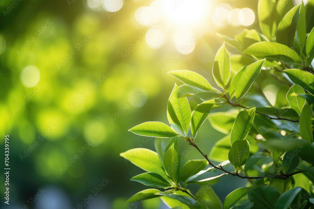 Leaves in the spring sunlight