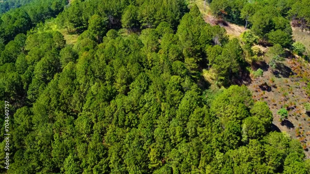 Aerial top view forest tree, Rainforest ecosystem and healthy environment concept and background, Texture of green tree forest view from above Aerial top view forest tree, Rainforest ecosystem and healthy environment concept and background, Texture of green tree forest view from above