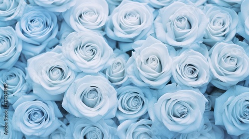 Delicate light blue roses closeup: fresh and beautiful floral background
 photo
