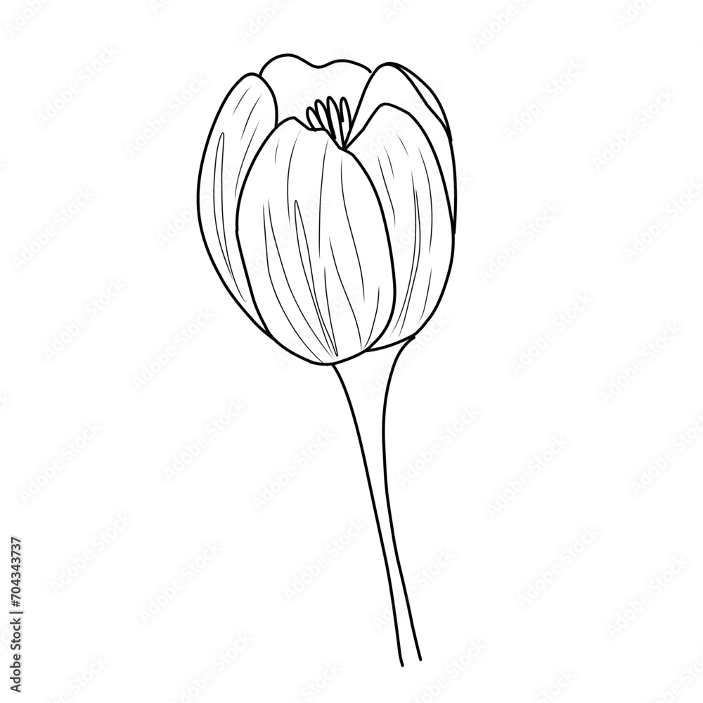 Seni garis vektor bunga tulip set besar. Gambar tangan bunga abstrak menguraikan tulip yang diisolasi pada latar belakang putih. Set tulip satu garis seni hitam dan putih. Pola ilustrasi sketsa grafis