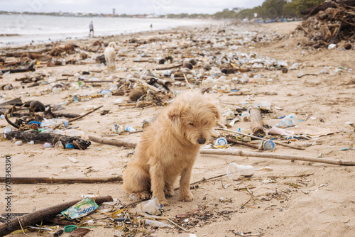 Bali's Paradise Lost. Beaches Drowned in a Sea of Plastic. Sad dog in a Monsoon season. Kuta beach global marine pollution